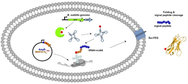 Genetic incorporation of clickable amino acids in B. subtilis