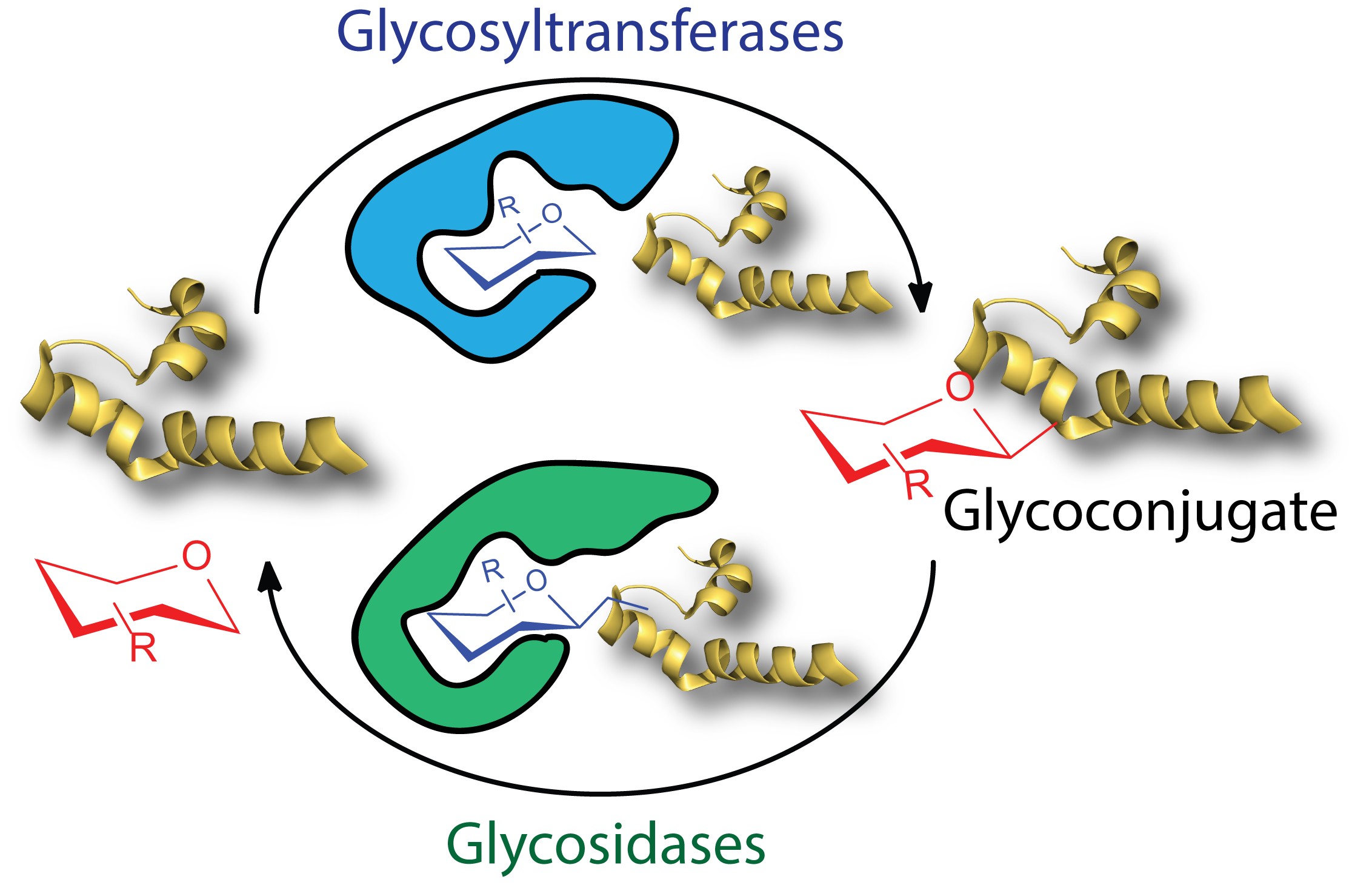Glycans, the key to immunity-boosting therapies? Results of our ERC-funded SWEETOOLS project