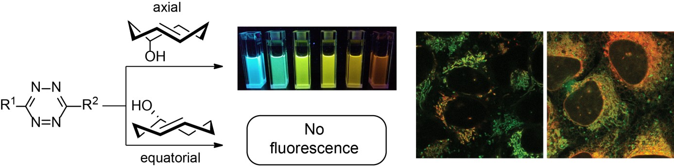 A new fluorogenic click reaction for selective cell-labeling